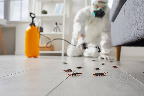 Commercial Rodent Management in Eatons Neck